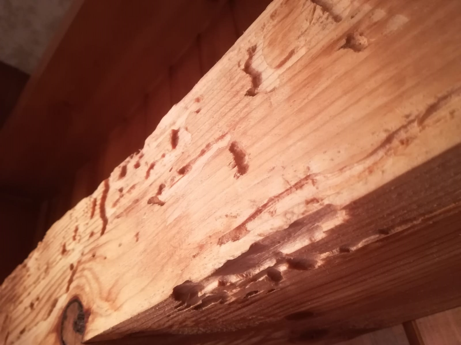 Close up soldier termite on dried leaf